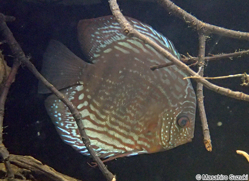 ブラウンディスカス Symphysodon aequifasciata