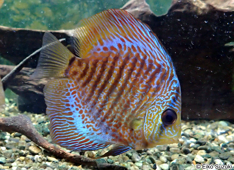 ブラウンディスカス Symphysodon aequifasciata