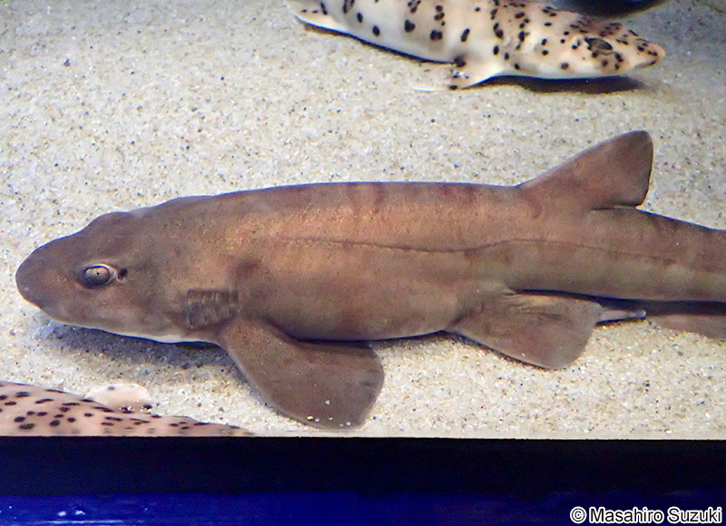 ブラウンシャイシャーク Haploblepharus fuscus
