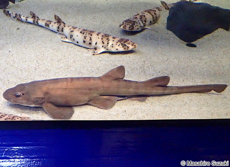 ブラウンシャイシャーク Haploblepharus fuscus