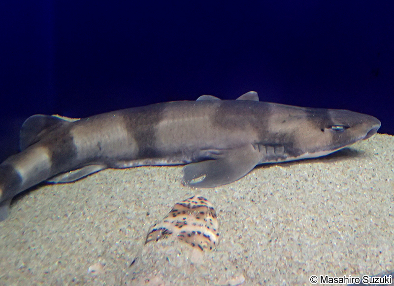 ブラウンシャイシャーク Haploblepharus fuscus