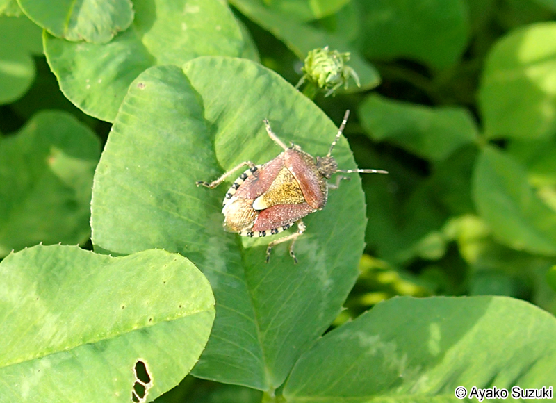 ブチヒゲカメムシ Dolycoris baccarum