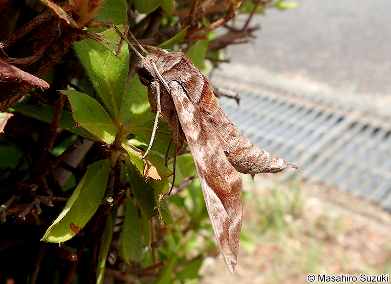 ブドウスズメ Acosmeryx castanea