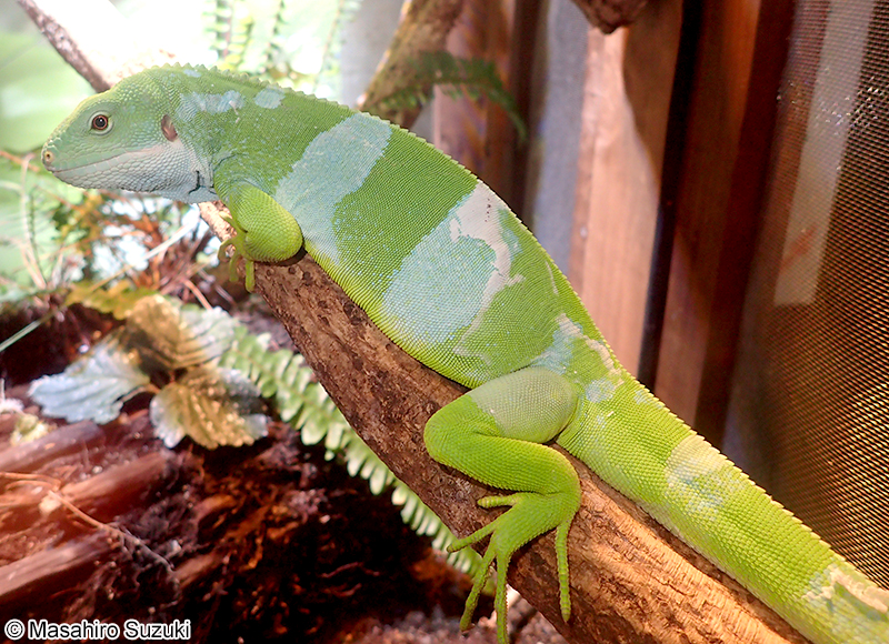 ブラブラフィジーイグアナ Brachylophus bulabula