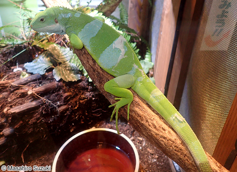 ブラブラフィジーイグアナ Brachylophus bulabula