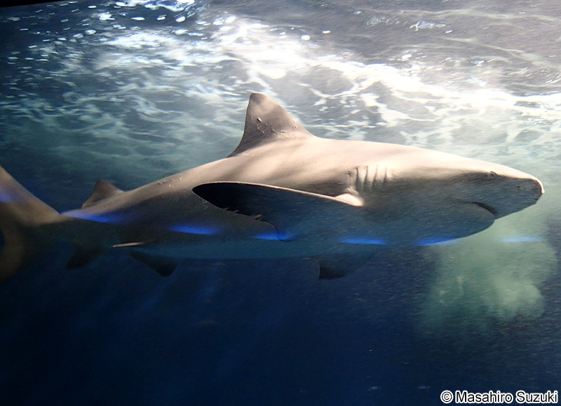 オオメジロザメ Carcharhinus leucas
