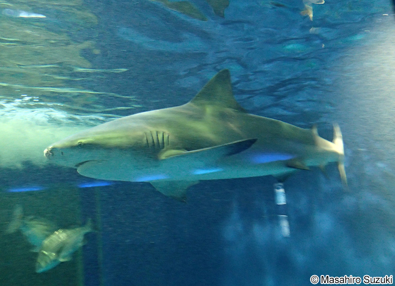 オオメジロザメ Carcharhinus leucas
