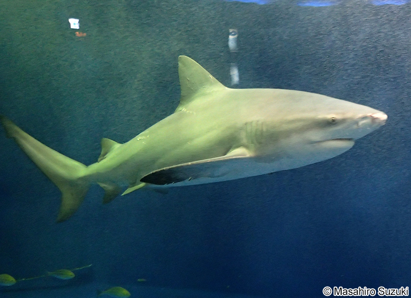 オオメジロザメ Carcharhinus leucas