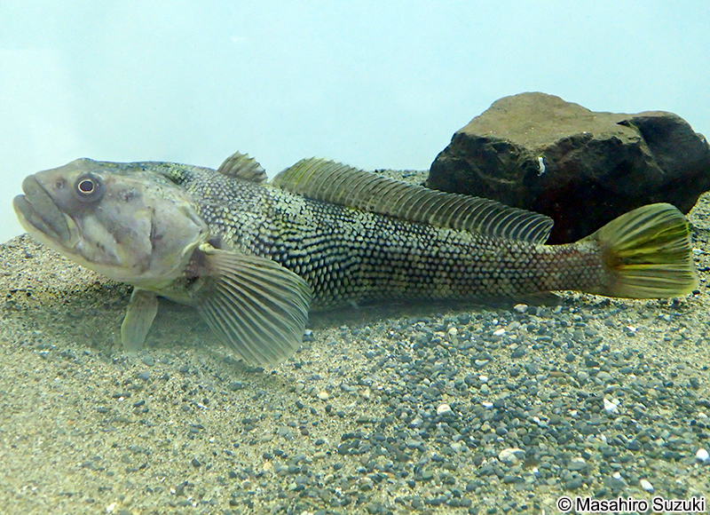 ブルヘッドノトテン Notothenia coriiceps