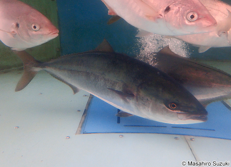 ブリ Seriola quinqueradiata