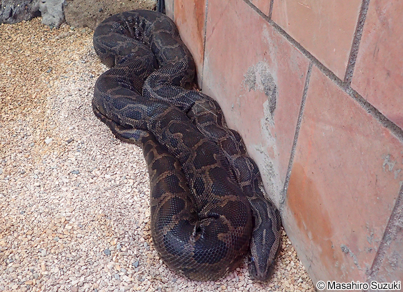 ビルマニシキヘビ Python bivittatus