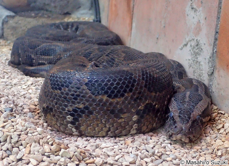 ビルマニシキヘビ Python bivittatus