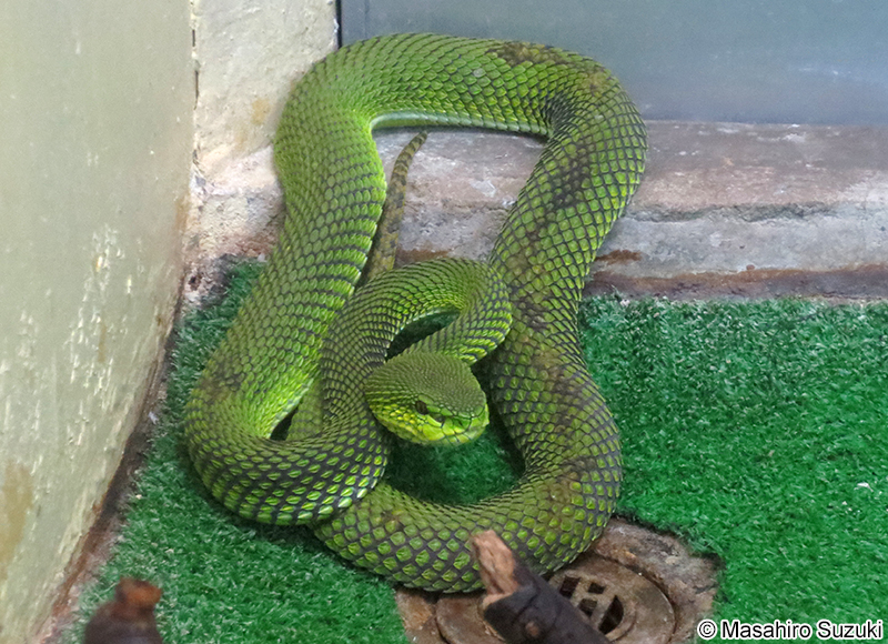 ビルマアオハブ Trimeresurus erythrurus