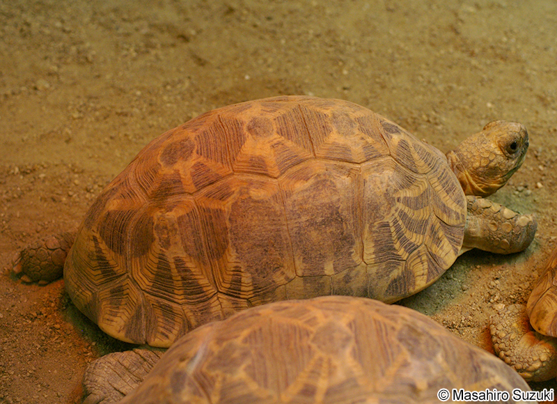 ビルマホシガメ Geochelone platynota