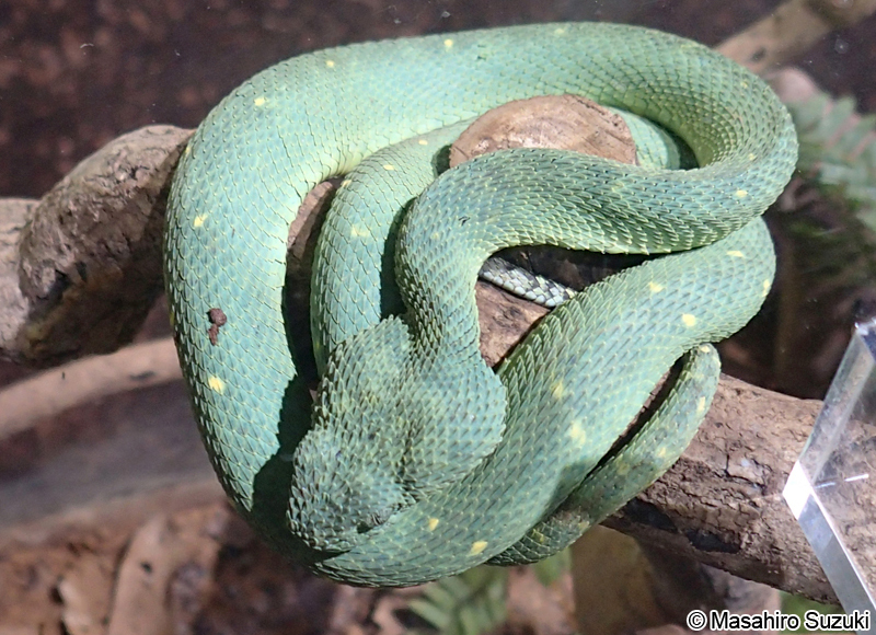ブッシュバイパー Atheris chlorechis