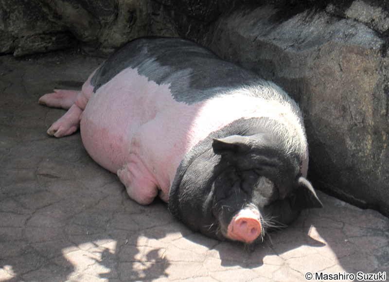 迷你猪 Black small-eared pig