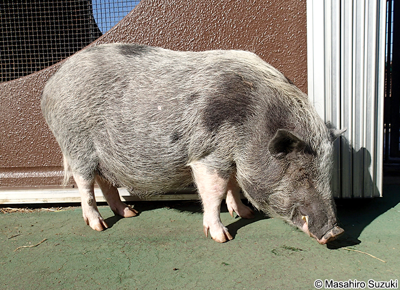 ポットベリー pot-bellied pig