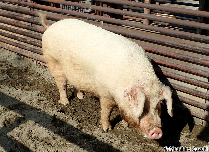 アメリカン・ランドレース American Landrace