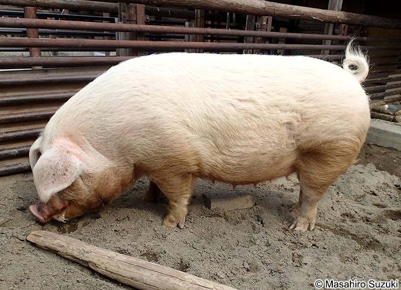 アメリカン・ランドレース American Landrace