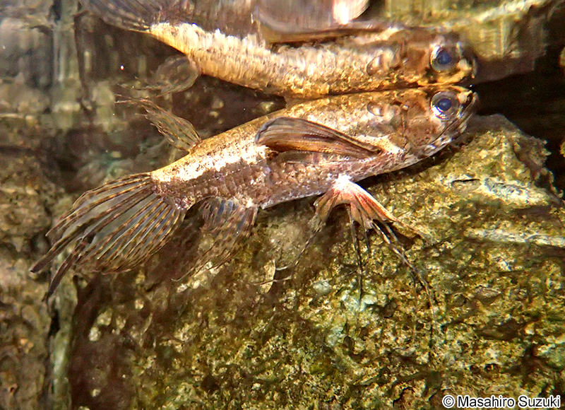 バタフライフィッシュ Pantodon buchholzi