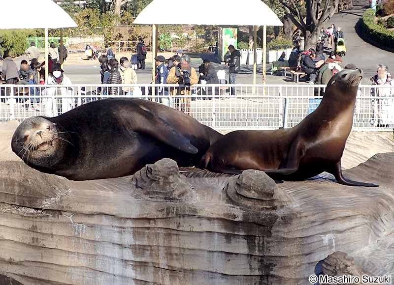 カリフォルニアアシカ Zalophus californianus