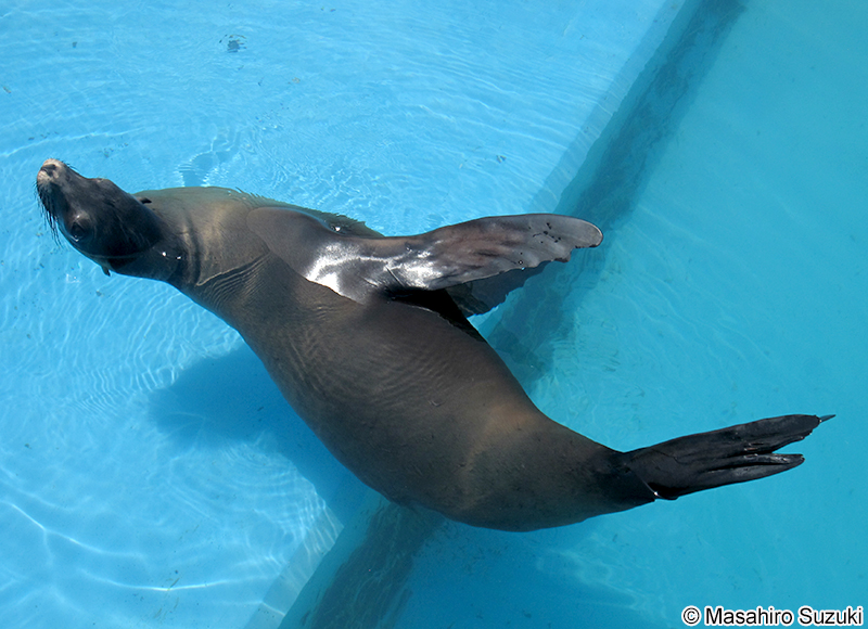 カリフォルニアアシカ Zalophus californianus