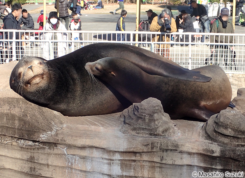カリフォルニアアシカ Zalophus californianus
