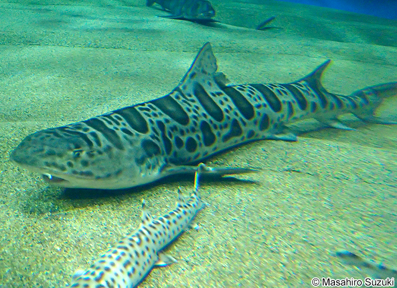 カリフォルニアドチザメ Triakis semifasciata