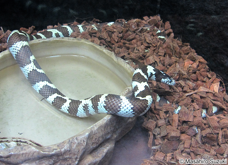 カリフォルニアキングヘビ Lampropeltis californiae