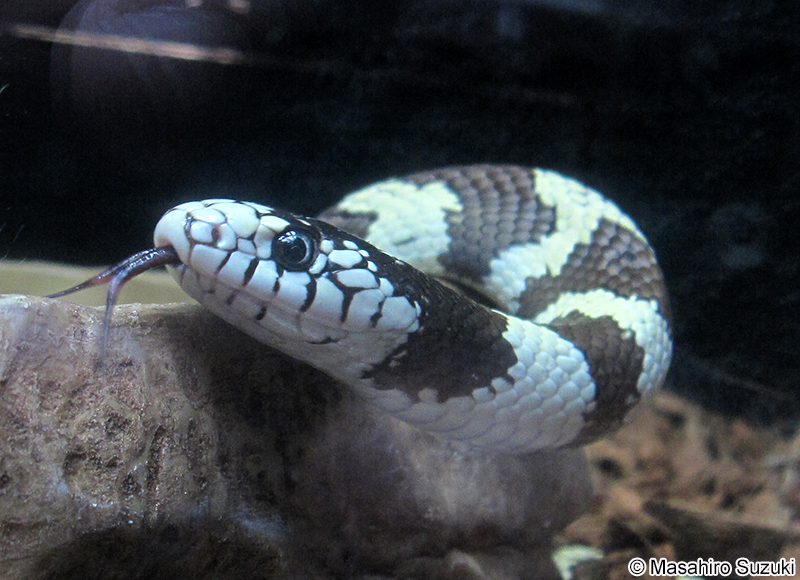 カリフォルニアキングヘビ Lampropeltis californiae