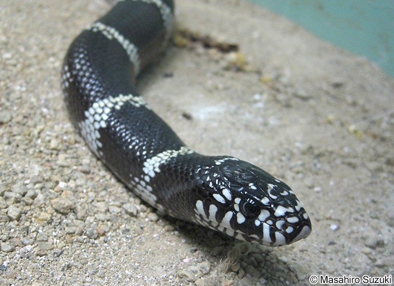 カリフォルニアキングヘビ Lampropeltis californiae