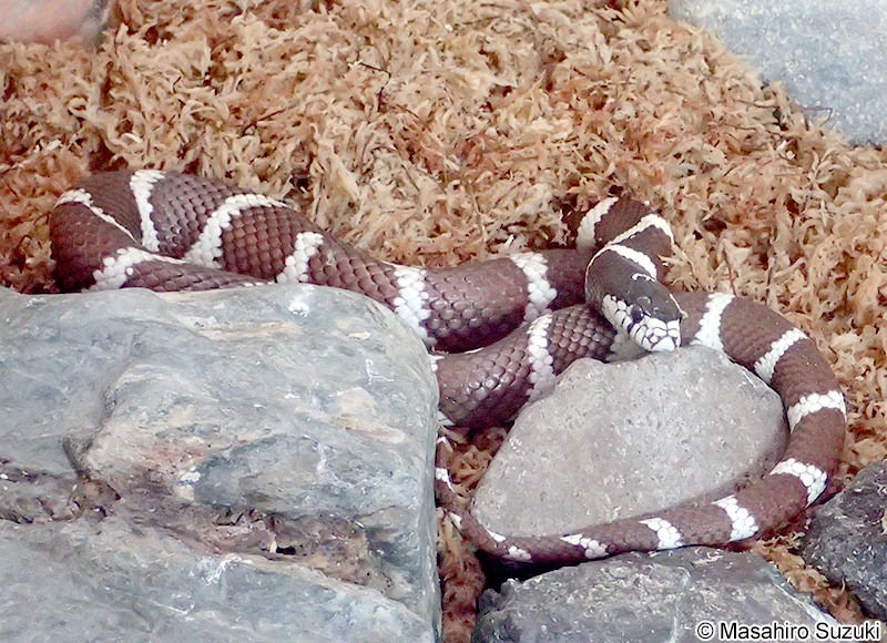 カリフォルニアキングヘビ Lampropeltis californiae