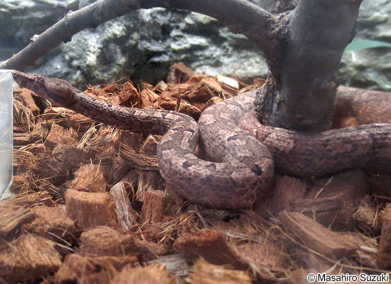 カリナータパシフィックボア Candoia carinata