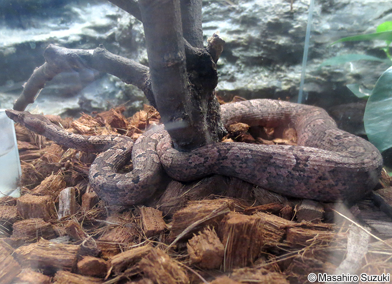 カリナータパシフィックボア Candoia carinata