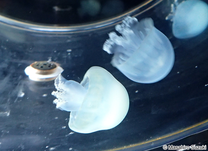 キャノンボールジェリー Stomolophus meleagris