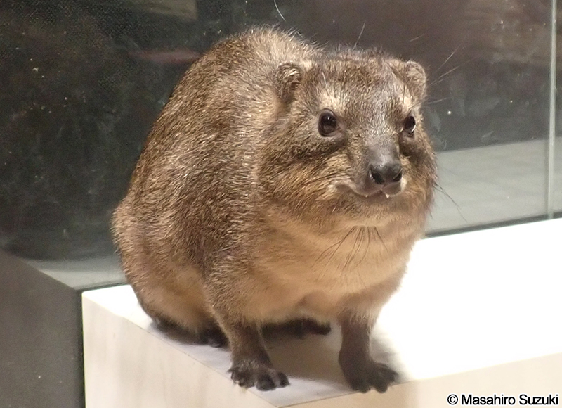 ケープハイラックス Procavia capensis