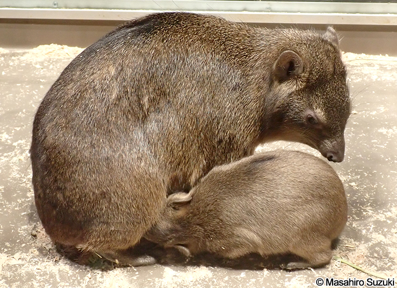 ケープハイラックス Procavia capensis