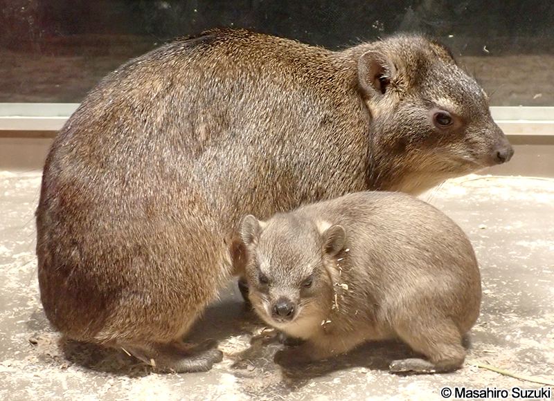 ケープハイラックス Procavia capensis