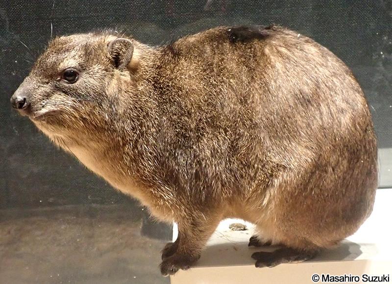 ケープハイラックス Procavia capensis
