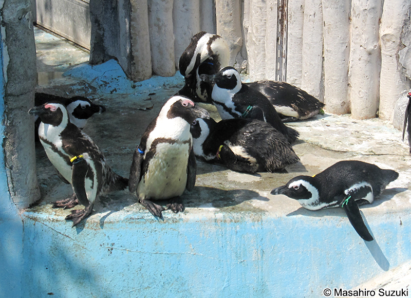 ケープペンギン Spheniscus demersus