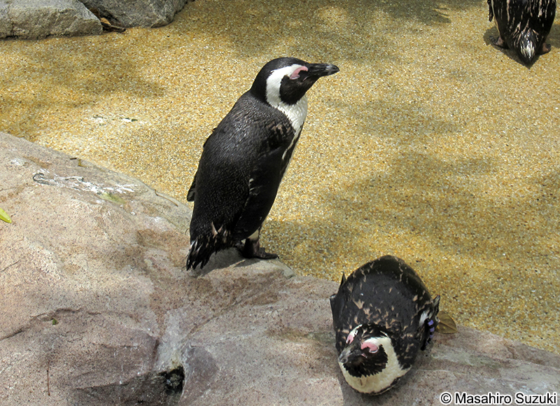 ケープペンギン Spheniscus demersus