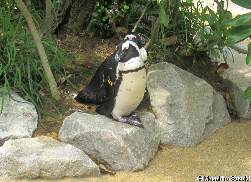 ケープペンギン Spheniscus demersus