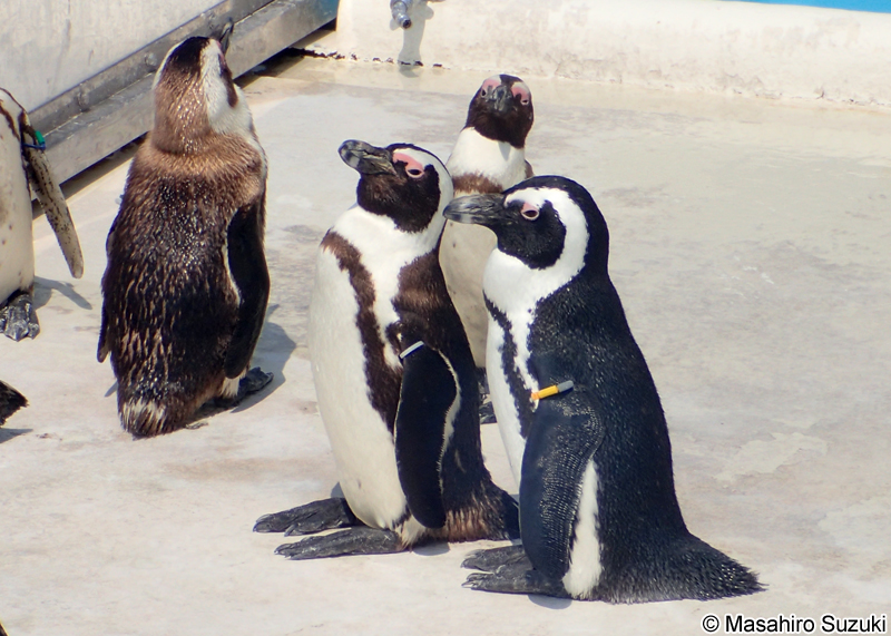 ケープペンギン Spheniscus demersus