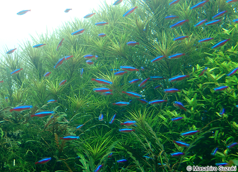 カージナルテトラ Paracheirodon axelrodi