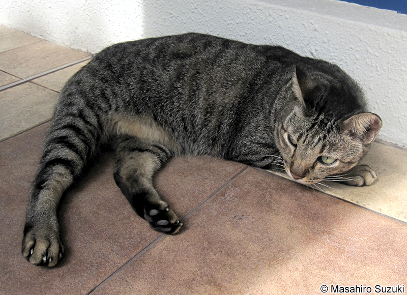 イエネコ Felis catus