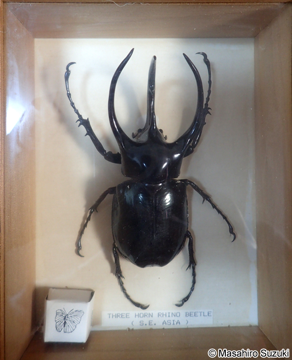 コーカサスオオカブト Chalcosoma chiron
