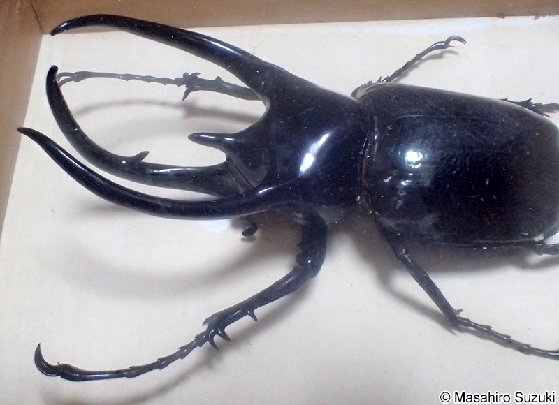 コーカサスオオカブト Chalcosoma chiron