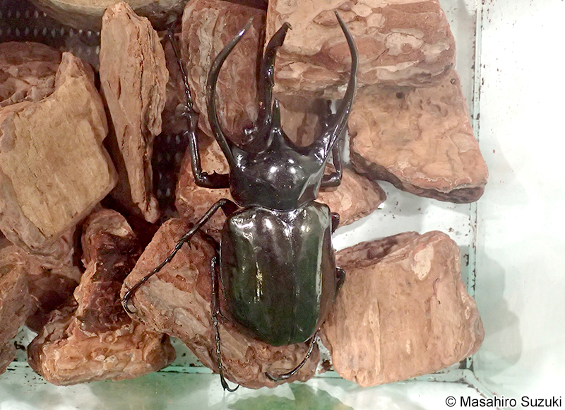 コーカサスオオカブト Chalcosoma chiron
