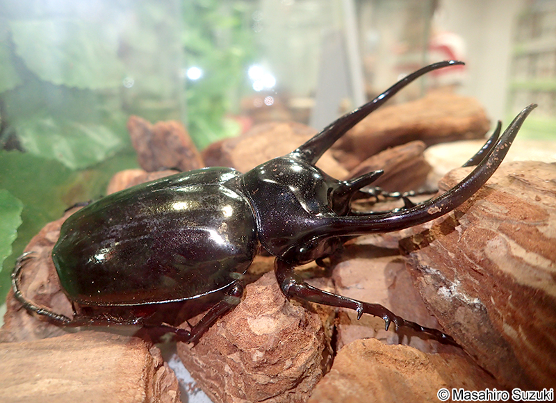 コーカサスオオカブト Chalcosoma chiron