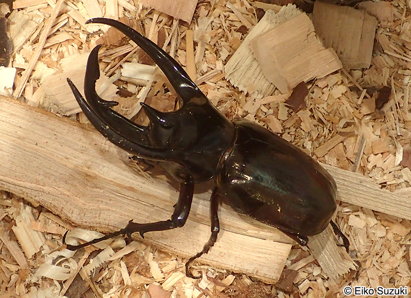 コーカサスオオカブト Chalcosoma chiron